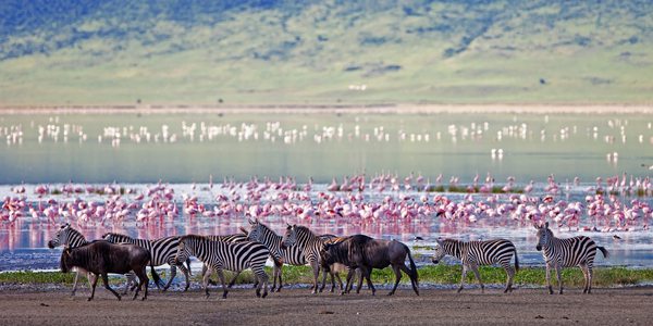 Savanna animals in migration period