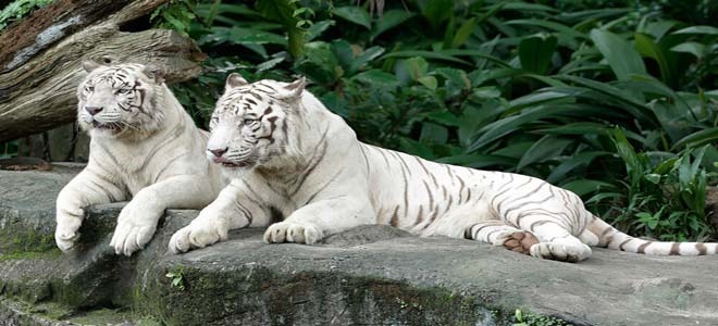 White tigers in Singapore Zoo