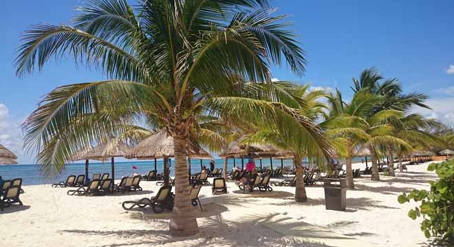 palms in Cancun