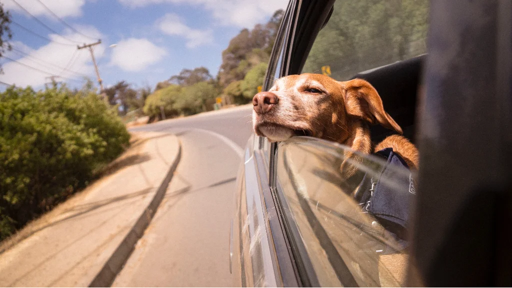 Safety tips for road tripping with a dog